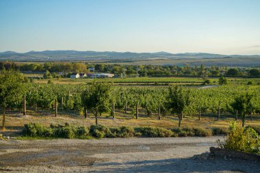 Tuscany 'deki gibi güzel, manikürlü üzüm bağları güzel bir manzara ve dağlara karşı.