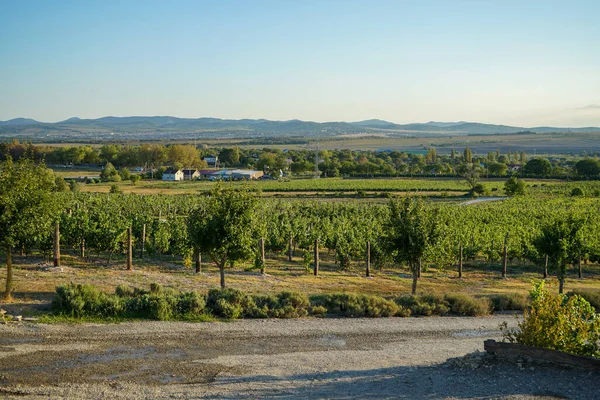 Bellissimi Vigneti Curati Come Toscana Contro Uno Splendido Paesaggio Montagne — Foto Stock