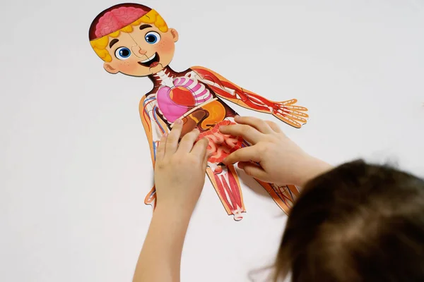 Orenburg, Rusya - 01 07 07 2020 anaokulu öğrencisi bir kişinin yapısının bulmacasını topluyor. Meraklı çocuklar anatomi çalışıyor. Anatomik yapı, kalbin fizyolojisi, eğitim.