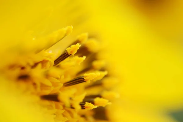 Girasole Giallo Fresco Macro Soft Focus Vendemmia Agricoltura Agricoltura Girasole — Foto Stock