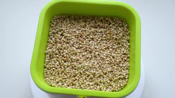 发芽装置中的绿色荞麦 用于发芽 健康食品概念 种子萌发 国内微绿化 — 图库视频影像