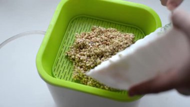 put green buckwheat in a germinator for germination. healthy food concept. Cooking germination of seeds, microgreening at home