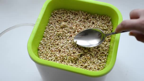 Fill Green Buckwheat Germinator Germination Healthy Food Concept Cooking Germination — Stok video