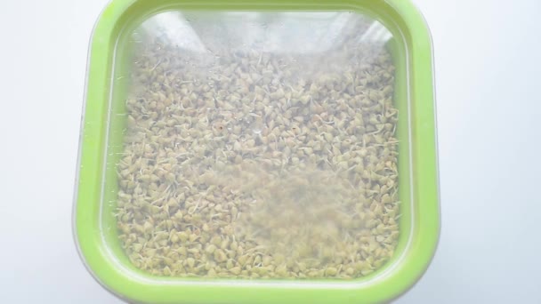 发芽的绿荞麦在发芽器中发芽 种子富含有益的维生素 宏观和微量元素 烹饪种子萌发 在家里进行微绿化 — 图库视频影像