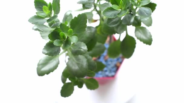 Huisvrouw Water Decoratieve Kalanchoë Een Bosje Bloempot Home Plant Care — Stockvideo