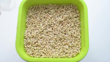Çiçekçide filizlenmiş yeşil karabuğday. Tohumlar yararlı vitaminler, makro ve mikro elementler bakımından zengindir. Tohumların filizlenmesi, evde mikro yeşillenme
