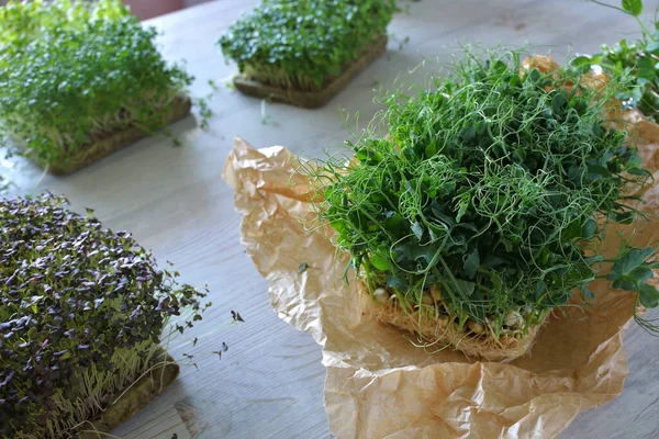 Mikro yeşil bezelyelerin yakın plan yetiştirilmesi. Sağlıklı yaşam tarzı kavramı. Mikro yeşillik çeşitleri. Doğru beslenmek, genç kalmak ve modern restoran mutfağı konsepti..