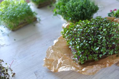 Mikroyeşiller gelişiyor ve masada mikroyeşil lahanalar var. Evde tohum yetiştirme. Vegan ve sağlıklı beslenme konsepti