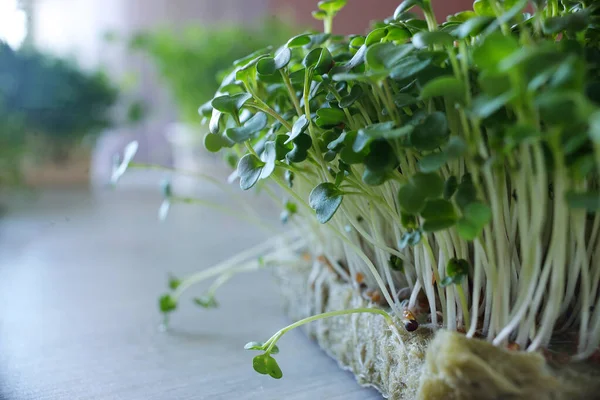 Yakın plan mikro yeşillikler gelişiyor. Evde tohum yetiştirme. Vegan ve sağlıklı beslenme konsepti