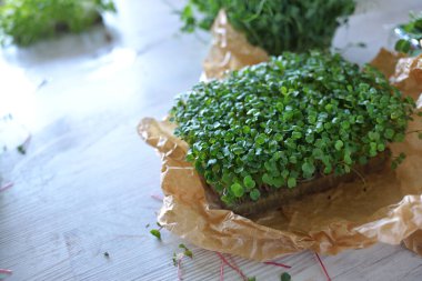 Mikroyeşiller gelişiyor ve masada mikroyeşil lahanalar var. Evde tohum yetiştirme. Vegan ve sağlıklı beslenme konsepti