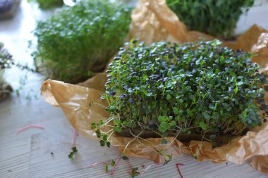 Mikroyeşiller gelişiyor ve masada mikroyeşil lahanalar var. Evde tohum yetiştirme. Vegan ve sağlıklı beslenme konsepti