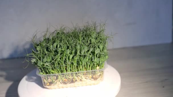 Microgreens Groeiende Achtergrond Met Microgroene Spruiten Tafel Zaadkieming Thuis Veganistisch — Stockvideo
