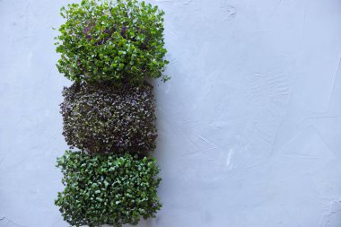 Mikro yeşillikler gelişiyor. Evde tohum yetiştirme. Vegan ve sağlıklı beslenme konsepti