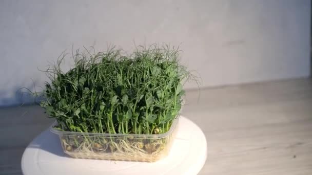 豌豆绿色微绿色生长背景与微绿色芽在桌子上与平板记录和放置文本 种子萌发在家里 健康膳食的概念 — 图库视频影像
