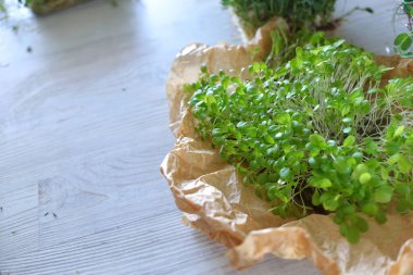 Mikroyeşiller gelişiyor ve masada mikroyeşil lahanalar var. Evde tohum yetiştirme. Vegan ve sağlıklı beslenme konsepti