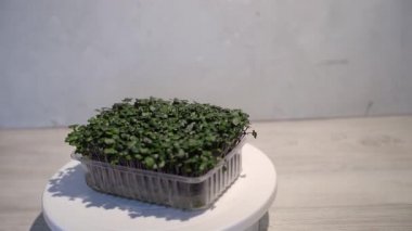 Mikroyeşiller gelişiyor ve masada mikroyeşil lahanalar var. Evde tohum yetiştirme. Vegan ve sağlıklı beslenme konsepti