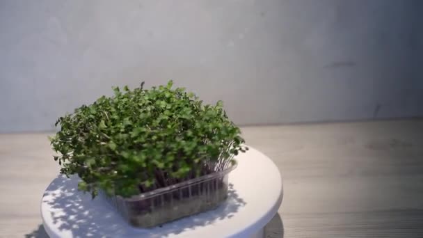 Mikrogreener Växande Bakgrund Med Mikrogröna Groddar Bordet Frö Germination Hemma — Stockvideo