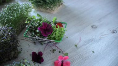 Kadın, yenebilir çiçeklerle mikro yeşillikler hazırlıyor. Vegan ve sağlıklı beslenme konsepti.