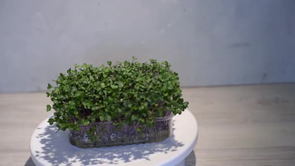 Microgreens Crescendo Fundo Com Brotos Microverdes Mesa Germinação Sementes Casa — Vídeo de Stock