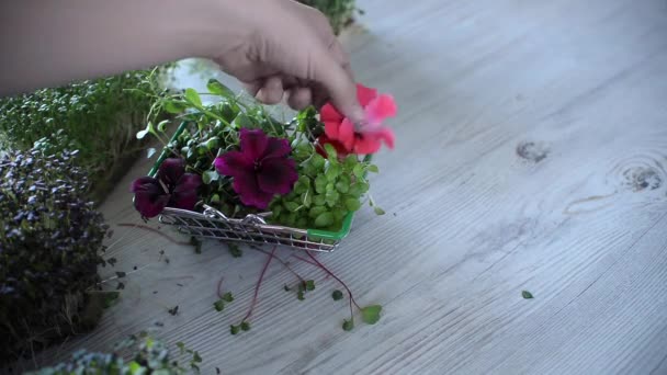 Vrouw Snijdt Microgreens Bereiden Mixen Koop Met Eetbare Bloemen Veganistisch — Stockvideo