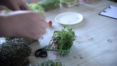 Kadın, yenebilir çiçeklerle mikro yeşillikler hazırlıyor. Vegan ve sağlıklı beslenme konsepti.