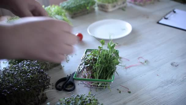 Kvinna Skär Mikrogröna Förbereder Blandningar Till Salu Med Ätliga Blommor — Stockvideo