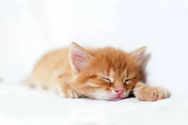 Durmiendo Dulcemente Hermoso Gatito Rojo Brillante Sobre Fondo Blanco Joven — Foto de Stock