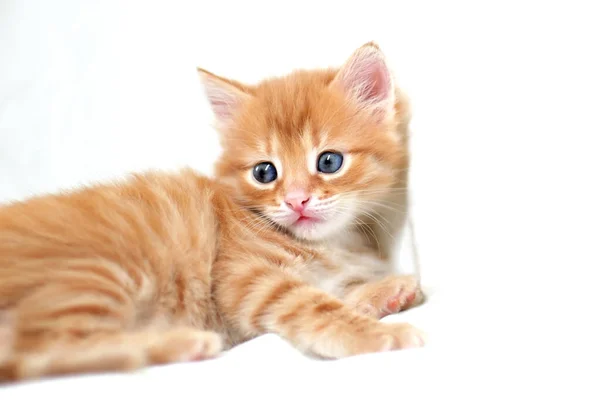 Hermoso Gatito Rojo Brillante Sobre Fondo Blanco Juega Joven Gatito — Foto de Stock