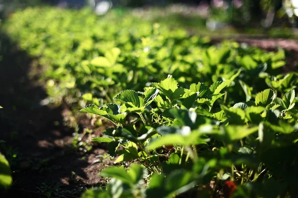 ダーチャの庭の菜園でイチゴのプランテーションのクローズアップ 自然と農業の保全の概念 — ストック写真