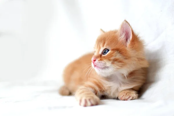 배경에 아름답고 고양이 바라봅니다 귀여운 고양이 키튼은 집에서 귀여운 원문을 — 스톡 사진