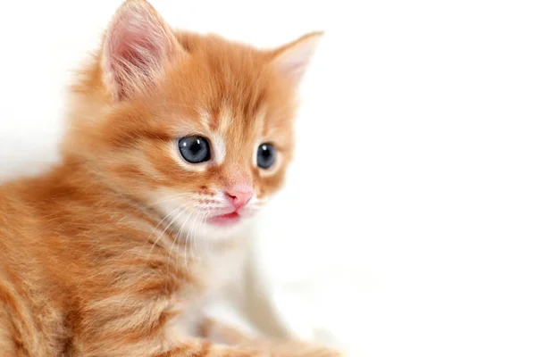 Close Hermoso Gatito Jengibre Brillante Sobre Fondo Blanco Juega Joven — Foto de Stock