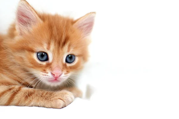 Close Hermoso Gatito Jengibre Brillante Sobre Fondo Blanco Juega Joven — Foto de Stock