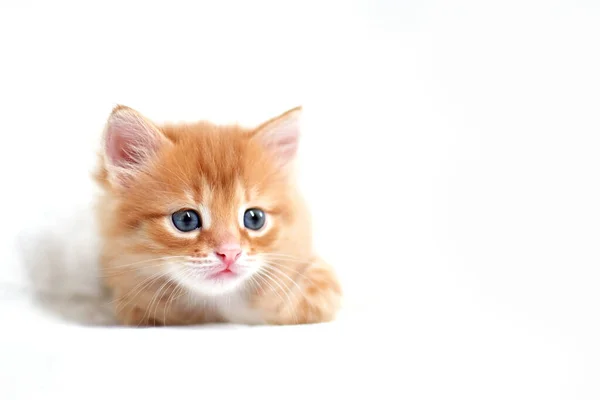 Beautiful Bright Red Kitten White Background Looks Side Young Cute — Stock Photo, Image