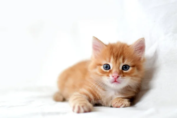 Hermoso Gatito Rojo Brillante Sobre Fondo Blanco Lado Joven Gatito — Foto de Stock