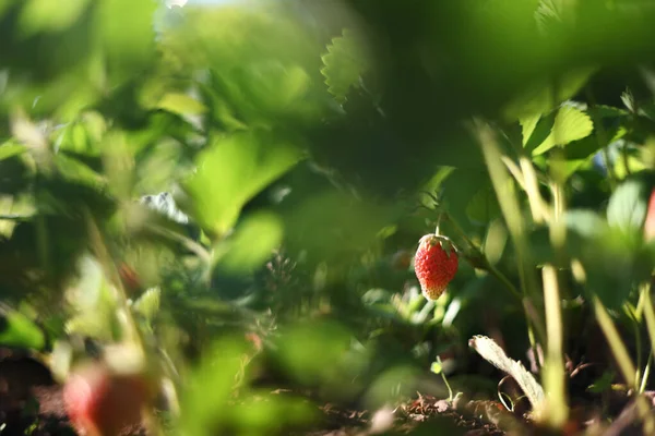 Close Strawberry Plantation Vegetable Garden Garden Dacha Concept Conservation Nature — Stock Photo, Image