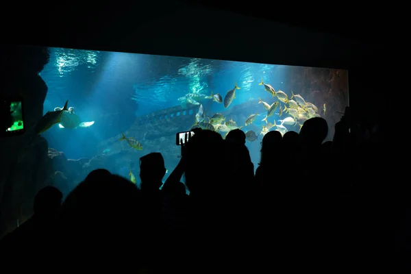 Большая Компания Людей Пришла Экскурсию Аквапарку Люди Туристы Фотографируют Рыб — стоковое фото