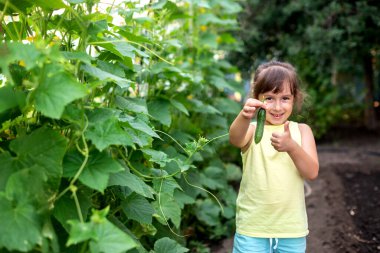 Genç kız taze taze taze salatalık hasadı tutuyor. organik ev yapımı sebze hasat konsepti