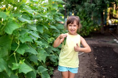 Genç kız taze taze taze salatalık hasadı tutuyor. organik ev yapımı sebze hasat konsepti