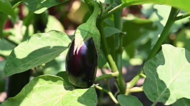 Çiftçi elleri, sera yakınlarındaki çiftlikten taze yetişmiş olgun patlıcan topluyor. Organik hasat ve bahçıvanlık konsepti