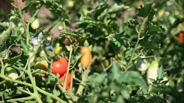 Kinderhanden Die Verse Biologische Tomaten Oogsten Haar Tuin Een Zonnige — Stockvideo