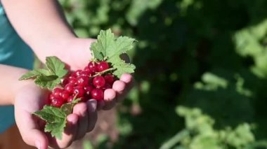 Anaokulundaki kız bahçedeki pansiyonun bahçesinde elinde bir avuç kırmızı, olgun kuş üzümü tutuyordu. Hasat konsepti Sebzelerin çevre dostu ürünleri büyüyor..