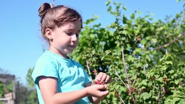 Preschooler Girl Eating Red Sweet Ripe Currants Bush Garden Dacha — Stock Video