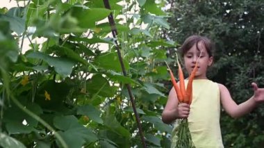 Turuncu havuç toplayan kız çocuğu mutlu bir şekilde elinde tutuyor. Ev yapımı organik sebze konsepti havuç ve pancar hasat eder.