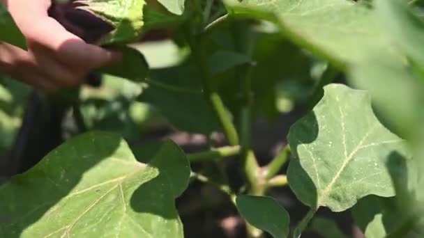 Hands Farmer Picking Fresh Organic Homegrown Ripe Eggplant Farm Greenhouse — Stock Video