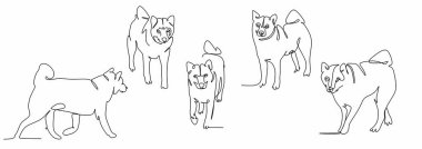 Japon Shikoku köpeğinin tek bir çizgisinin sürekli çizimini yapın, yakın plan.,