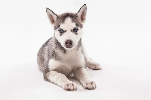 Husky cucciolo su uno sfondo bianco — Foto Stock
