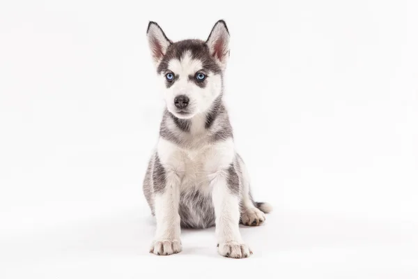 Cachorrinho Husky em um fundo branco — Fotografia de Stock