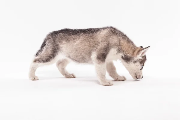 Husky щенок на белом фоне — стоковое фото