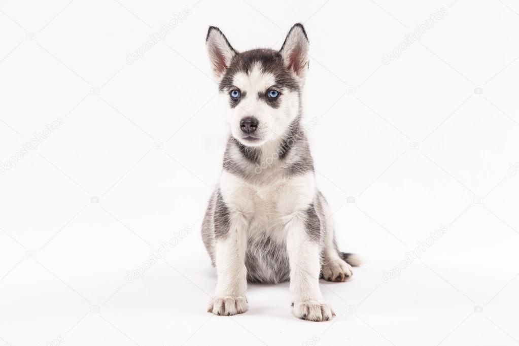 白い背景のハスキーの子犬 ストック写真 C Fotoevent Stock