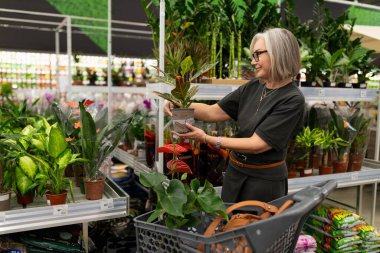 Bahçe merkezindeki bir kadın, çeşitli yeşilliklerle çevrili bir saksı bitkisini inceliyor. Bahçe malzemeleriyle dolu bir alışveriş arabası taşıyor ve kendi seçimiyle ilgileniyor..